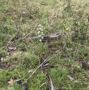 Prasophyllum sp. at Mount Clear, ACT - suppressed