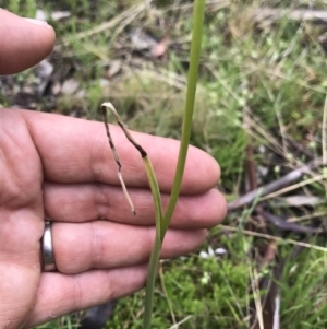 Prasophyllum sp. at Mount Clear, ACT - suppressed