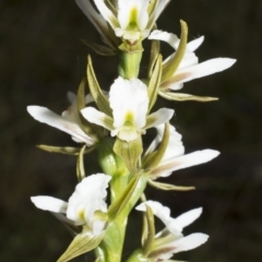 Prasophyllum sp. at Mount Clear, ACT - 1 Dec 2021