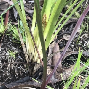 Thelymitra simulata at Mount Clear, ACT - suppressed