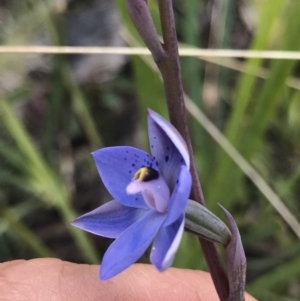 Thelymitra simulata at Mount Clear, ACT - 1 Dec 2021