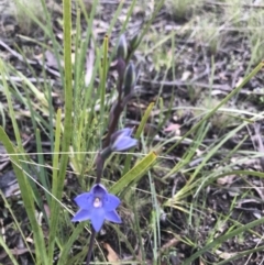 Thelymitra simulata at Mount Clear, ACT - suppressed