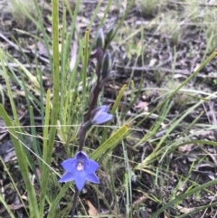 Thelymitra simulata at Mount Clear, ACT - 1 Dec 2021