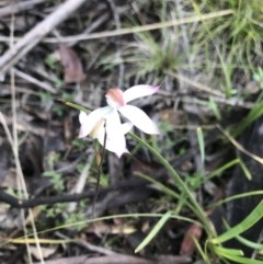 Caladenia moschata (Musky caps) at Mount Clear, ACT - 30 Nov 2021 by BrianH