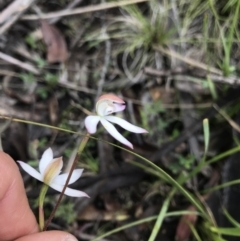 Caladenia moschata at Mount Clear, ACT - suppressed