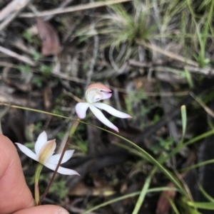 Caladenia moschata at Mount Clear, ACT - 1 Dec 2021