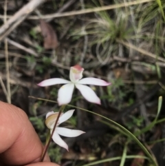 Caladenia moschata at Mount Clear, ACT - suppressed