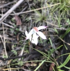 Caladenia moschata at Mount Clear, ACT - 1 Dec 2021