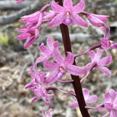 Dipodium roseum (Rosy hyacinth orchid) at Jervis Bay National Park - 30 Nov 2021 by AnneG1