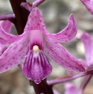 Dipodium roseum at Vincentia, NSW - 30 Nov 2021