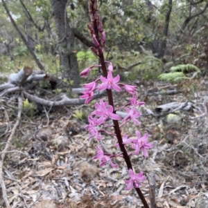 Dipodium roseum at Vincentia, NSW - 30 Nov 2021