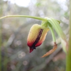 Cryptostylis subulata (Cow Orchid) at Vincentia, NSW - 30 Nov 2021 by AnneG1