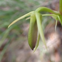 Cryptostylis subulata at Vincentia, NSW - suppressed