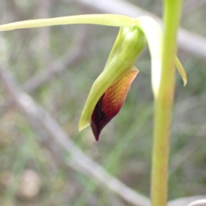 Cryptostylis subulata at Vincentia, NSW - suppressed