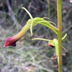 Cryptostylis subulata at Vincentia, NSW - suppressed