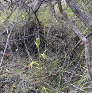 Cryptostylis subulata at Vincentia, NSW - suppressed