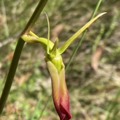 Cryptostylis subulata (Cow Orchid) at Jervis Bay National Park - 1 Dec 2021 by AnneG1