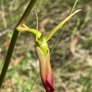 Cryptostylis subulata at Vincentia, NSW - 1 Dec 2021