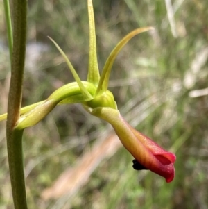 Cryptostylis subulata at Vincentia, NSW - suppressed