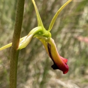 Cryptostylis subulata at Vincentia, NSW - suppressed