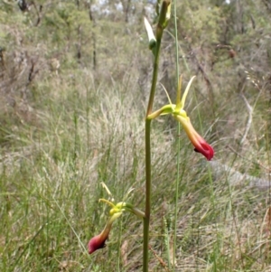 Cryptostylis subulata at Vincentia, NSW - suppressed