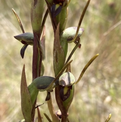 Orthoceras strictum (Horned Orchid) at Vincentia, NSW - 1 Dec 2021 by AnneG1