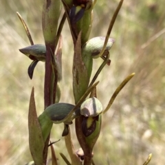 Orthoceras strictum (Horned Orchid) at Vincentia, NSW - 1 Dec 2021 by AnneG1
