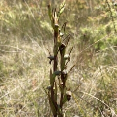 Orthoceras strictum at Vincentia, NSW - 1 Dec 2021