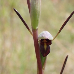 Orthoceras strictum at Vincentia, NSW - 1 Dec 2021