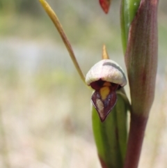 Orthoceras strictum at Vincentia, NSW - 1 Dec 2021