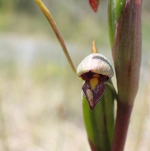 Orthoceras strictum at Vincentia, NSW - 1 Dec 2021