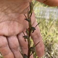 Orthoceras strictum at Vincentia, NSW - 1 Dec 2021