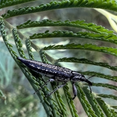 Rhinotia adelaidae (A belid weevil) at Murrumbateman, NSW - 1 Dec 2021 by SimoneC