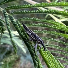 Rhinotia adelaidae at Murrumbateman, NSW - 1 Dec 2021