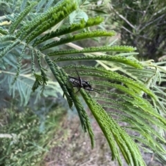 Rhinotia adelaidae at Murrumbateman, NSW - 1 Dec 2021