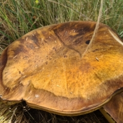 Phlebopus marginatus (Giant Bolete) at Paddys River, ACT - 1 Dec 2021 by Jiggy