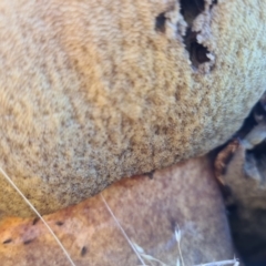 Phlebopus marginatus at Paddys River, ACT - 1 Dec 2021