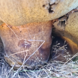 Phlebopus marginatus at Paddys River, ACT - 1 Dec 2021