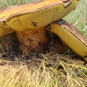 Phlebopus marginatus at Paddys River, ACT - 1 Dec 2021