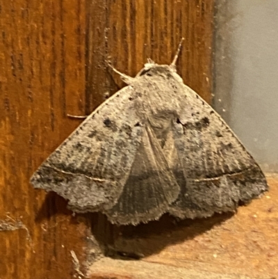 Simplicia caeneusalis (Herminiine moth) at QPRC LGA - 1 Dec 2021 by Steve_Bok