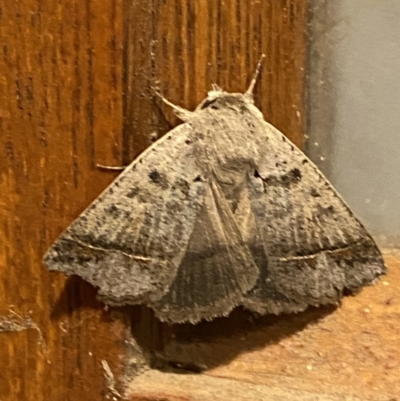 Simplicia caeneusalis (Herminiine moth) at Jerrabomberra, NSW - 1 Dec 2021 by SteveBorkowskis
