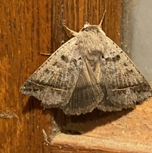 Simplicia caeneusalis at Jerrabomberra, NSW - suppressed