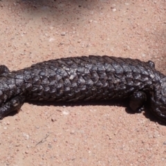 Tiliqua rugosa (Shingleback Lizard) at Lake George, NSW - 1 Dec 2021 by drakes