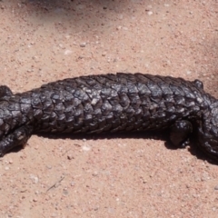 Tiliqua rugosa (Shingleback Lizard) at Lake George, NSW - 30 Nov 2021 by drakes