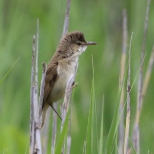 Acrocephalus australis at Gordon, ACT - 1 Dec 2021