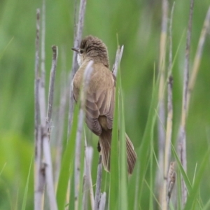 Acrocephalus australis at Gordon, ACT - 1 Dec 2021