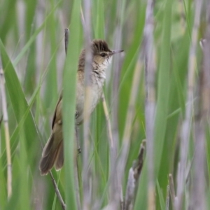 Acrocephalus australis at Gordon, ACT - 1 Dec 2021