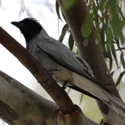 Coracina novaehollandiae (Black-faced Cuckooshrike) at Gordon, ACT - 1 Dec 2021 by RodDeb