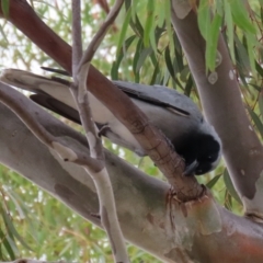 Coracina novaehollandiae at Gordon, ACT - 1 Dec 2021