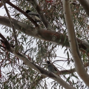 Coracina novaehollandiae at Gordon, ACT - 1 Dec 2021